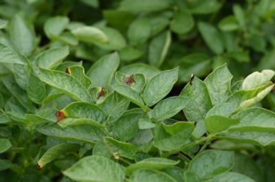 August Potato Blight